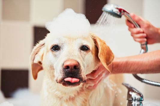how to bathe a dog at home